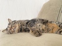 今日はお誕生日にゃ〜＝kitto_kijitora