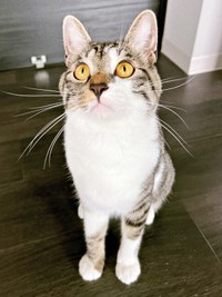 あどけない顔つきが愛らしいチャイちゃん（画像提供：nekokawaii1214さん）