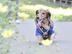 車でおでかけ大好き　ミニチュアダックスの「HEART」