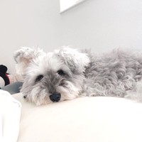 パパの枕元で寝ているトトちゃん（提供：jiji&totoさん）