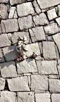 中央の突起しているのは木の根。周辺に人のような彫りものが見えたという（画像提供：ぱんさん）