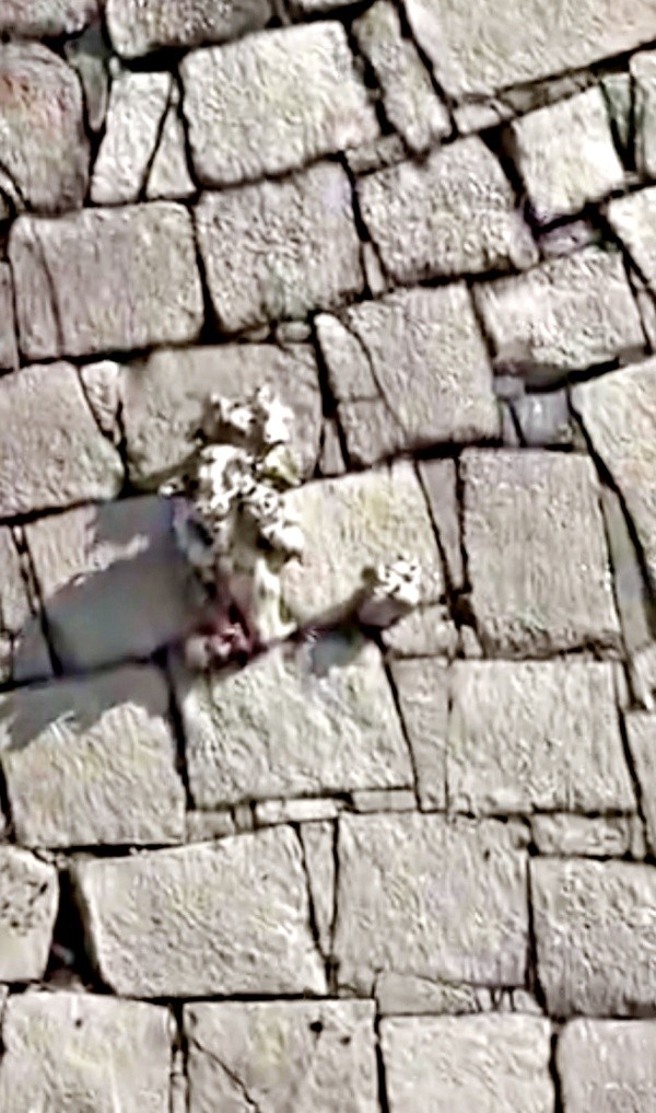 中央の突起しているのは木の根。周辺に人のような彫りものが見えたという（画像提供：ぱんさん）