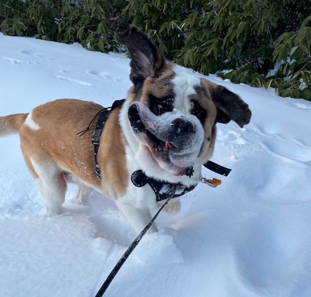 雪が嬉しくてテンションMAXのダンテ君、お顔が大変なことになっています…！（コマチさん提供@komachi8991）