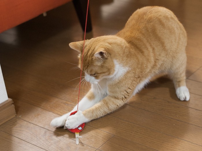 「押さえ込み！」（小林写函撮影）