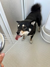 散歩の後のお水は美味しいワン～（画像提供：べちかさん）