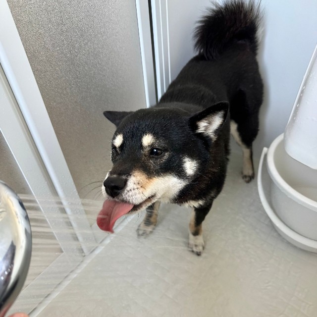 散歩の後のお水は美味しいワン～（画像提供：べちかさん）