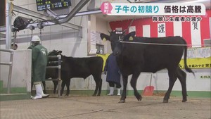 子牛の初競り始まる　前年より３割超の高値で取引　生産者減で子牛減　宮城・美里町