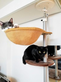 保護猫のアシュちゃんとチュミちゃん