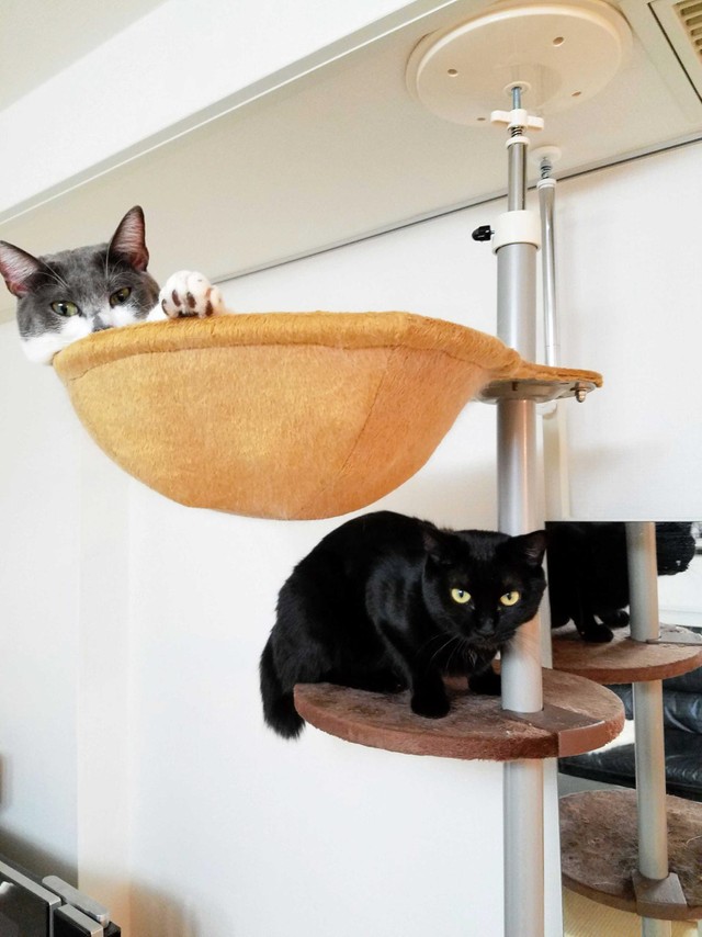 保護猫のアシュちゃんとチュミちゃん