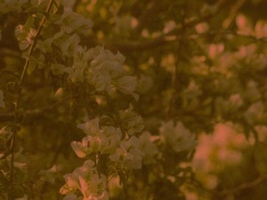 数年前の夏、彼女がいる彼にとって私は2番手で、始まりは不毛な恋