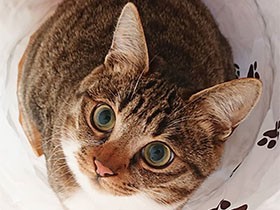 先輩長老猫に続け！　キジトラ「りん」、おもちゃにロックオン中