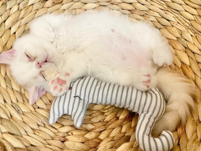 家にきたころの「ふい」