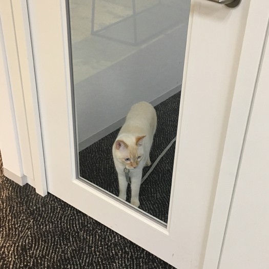 「ママー会社でもオヤツください」（マース提供）