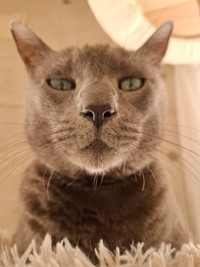 飼い主さんをじっと見つめる空くん（画像提供：kurokoさん）