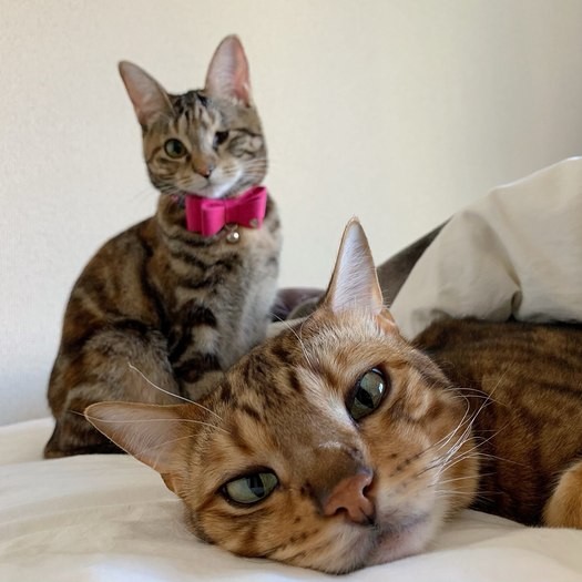 ティノお兄ちゃんとまったりのんびり