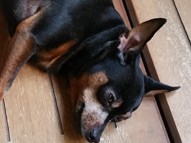 「熱風」が心地良い！？　愛犬ココのお気に入りは室外機の前