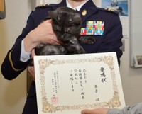 自衛隊栃木地方協力本部の「公式ねこ」に委嘱された羊子ちゃんと委嘱状／自衛隊栃木地方協力本部 公式X（@tochigi_pco）