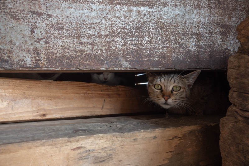 [かべねこ」より　（撮影　吉田裕吏洋）