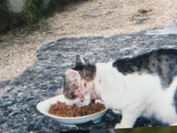 首元などにけがを負いながらもご飯を食べるキジ白猫（タノビケルトさん提供）