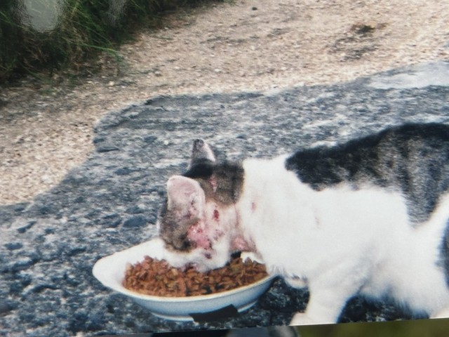 首元などにけがを負いながらもご飯を食べるキジ白猫（タノビケルトさん提供）