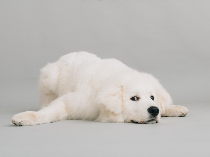 気持ちよさそうにスタジオでくつろぐ大型犬