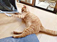 2022年10月、庭から家へ入って来るようになったこなちゃん（画像提供：ユンコロさん）