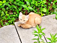 2022年6月25日、庭に現れたこなちゃん（画像提供：ユンコロさん）