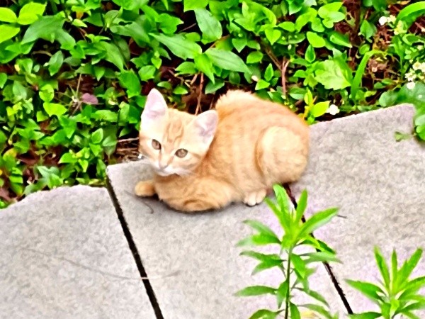 2022年6月25日、庭に現れたこなちゃん（画像提供：ユンコロさん）