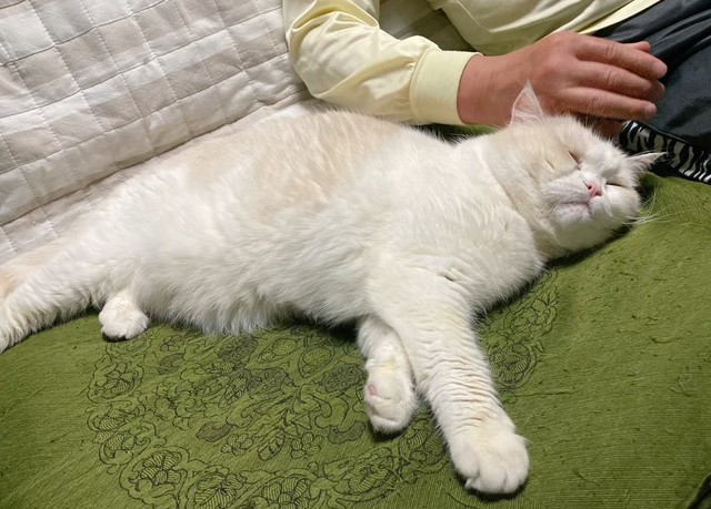 父LOVE...（ふじまる＠ぬいぐるみさん提供）