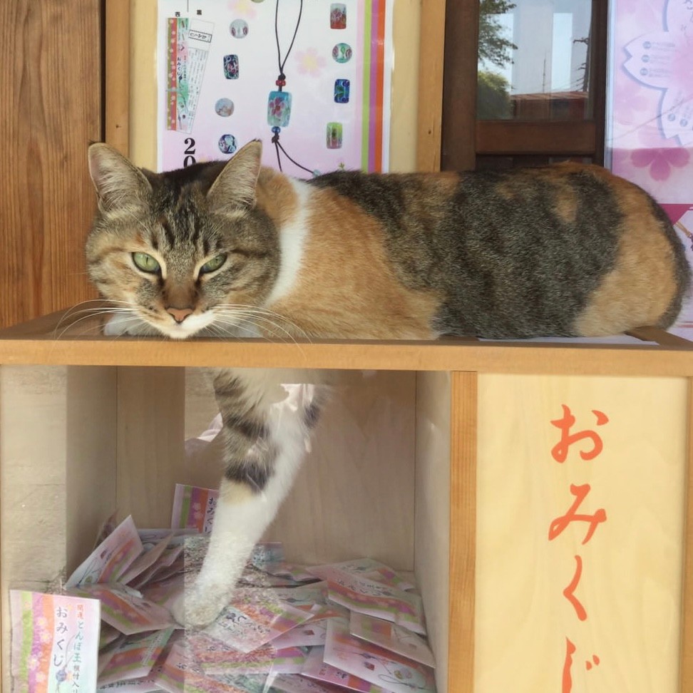おみくじ台の猫