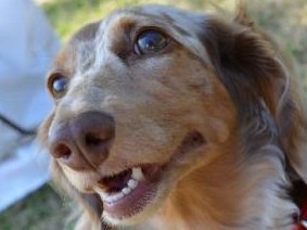 犬のふんで分かる病気のサイン　がん、ウイルス感染…