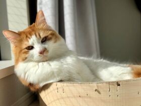 はあ～気持ちいい　日なたぼっこ満喫中のミックス猫「詩」