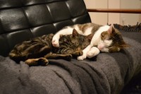 先住猫のにゃんにモテモテ…寝る時も一緒がいいニャ