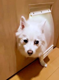 「ダメです」 視線をそらすスノちゃん（画像提供：いのさん）