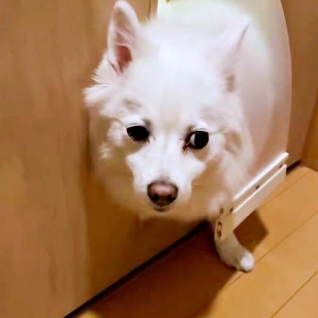 「ダメです」 視線をそらすスノちゃん（画像提供：いのさん）