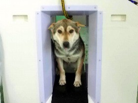 マイクロチップで迷い犬猫の飼い主特定　読み取り機導入