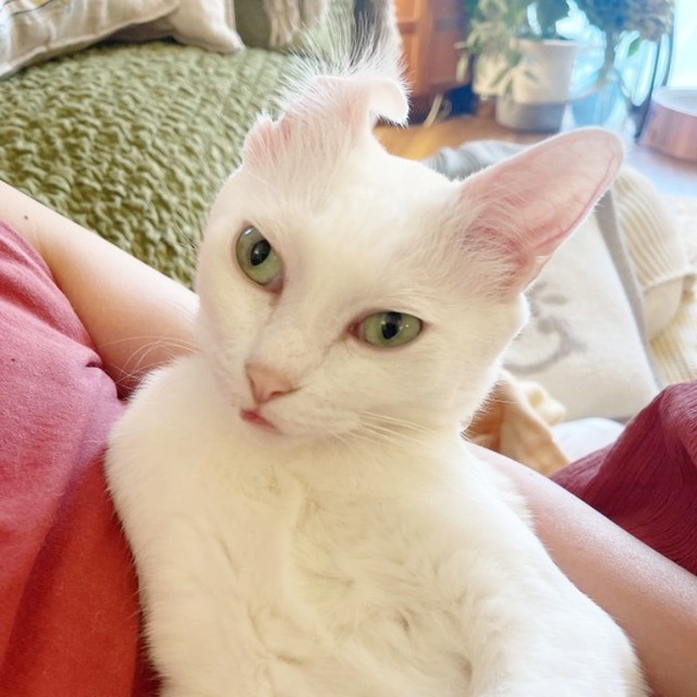 抱っこされてまったり過ごすミルちゃん（画像提供：はんびらミルとおとろレオさん）