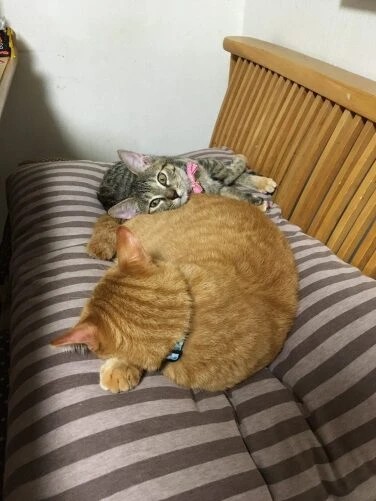 家にきたころの「七海」