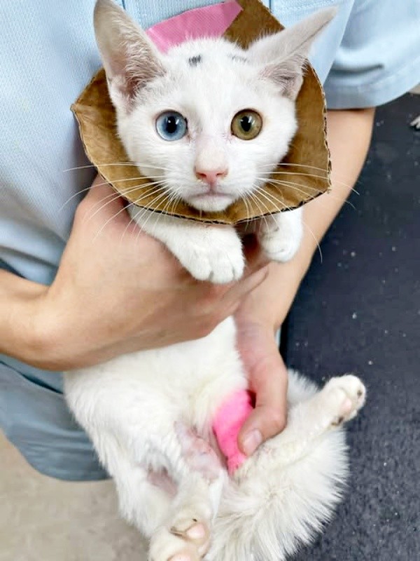 子猫時代、足切断の危機を乗り越えたてまりくん（画像提供：てまり らふ ビスコさん）