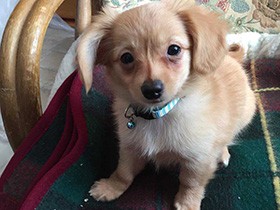 わんぱくぶりをついに発揮　チワックスの「ナムたん」