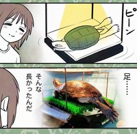 いつもは隠れているけど意外と長い亀の足（カメユさん提供）