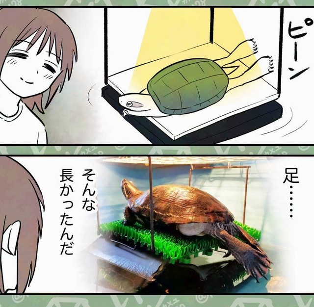 いつもは隠れているけど意外と長い亀の足（カメユさん提供）