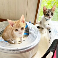 子猫時代、元気を取り戻した（左から）月ちゃん、テトくん（画像提供：たちつてとさん）