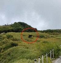 「みくりが池周辺にて熊が１頭出没しています」（富山県警察山岳警備隊の公式Xのアカウントから）