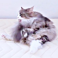 両前足で尻尾を抱えながら毛づくろいをするジュリちゃん（画像提供：みさ緒さん）