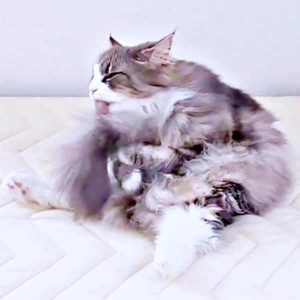 両前足で尻尾を抱えながら毛づくろいをするジュリちゃん（画像提供：みさ緒さん）