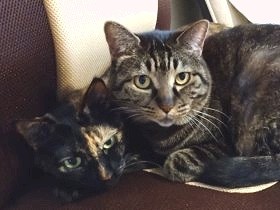 猫に居場所を奪われた？　椅子の取り争いも幸せな時間