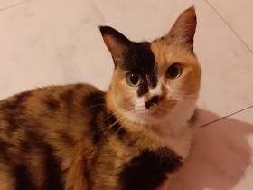 猫「にゃんこ先生」へ、1日でも長く一緒にいてね　〈お手紙コンテスト入賞〉