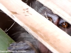 捕獲の様子は極めて残酷　研究用に輸出・繁殖させられるインドネシアのサルたち