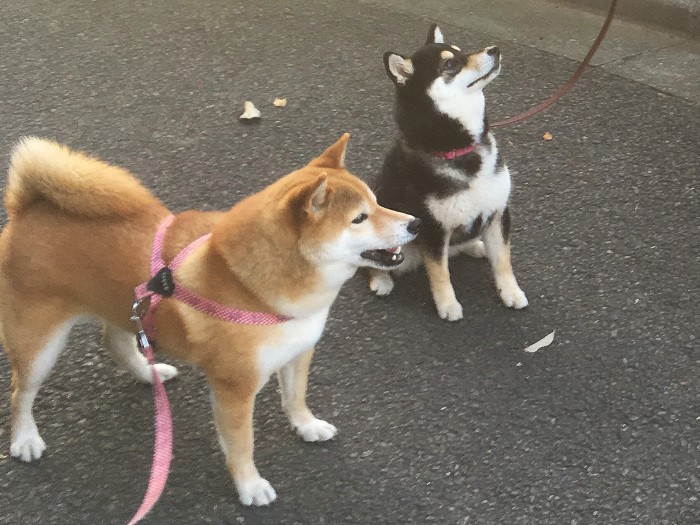 しつけもふれあいも犬の個性に合う方法で行うことが大切